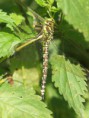 /album/my-local-birding-gallery/large-dragonfly-sp-dewsbury-jpg/